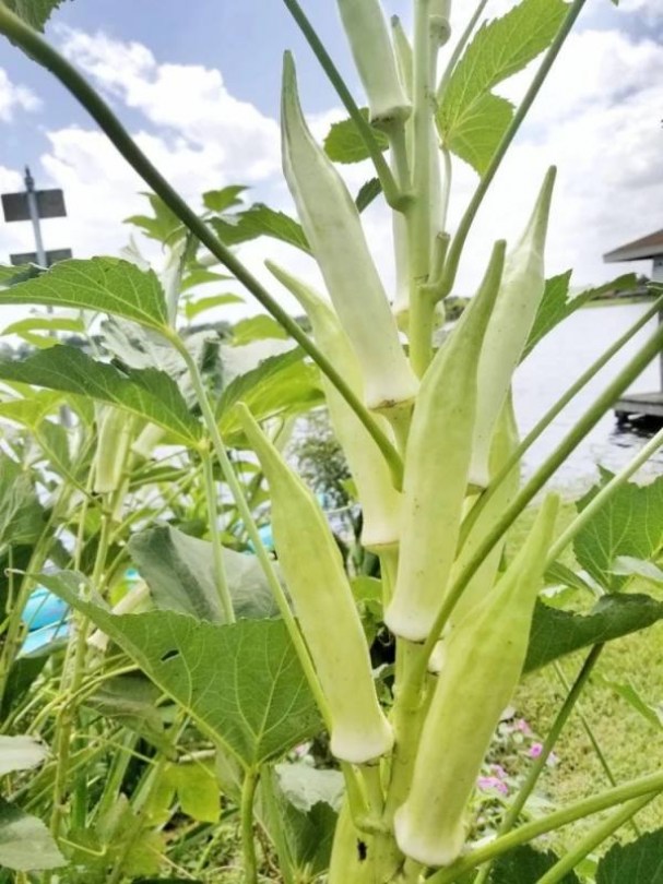 Indiai fehér okra, Abelmoschus esculentus, napraforgó, okra